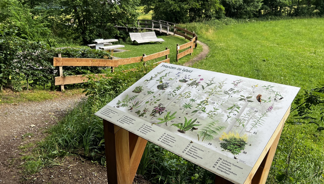 plants-of-the-forest-information-board-sauerland