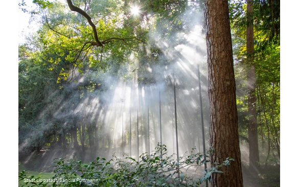 Nebelwald5©Stadt Lippstadt_Sandra Püttmann.jpg