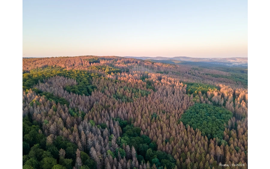 Drone image of a forest with dead trees.