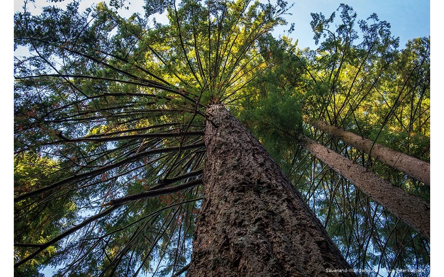 Die Himmelssäulen, mächtige Douglasien, im Glindfelder Wald sind absolut beeindruckend.
