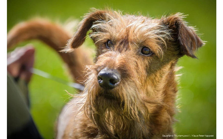 Een hond kijkt in de camera.