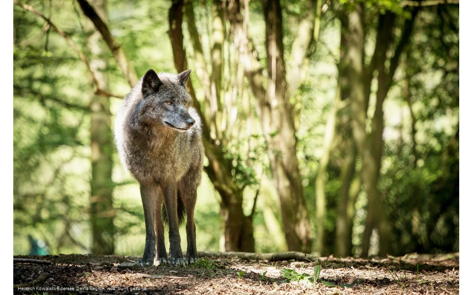 Der Wolf im Wildgehege des WildtierParks Edersee