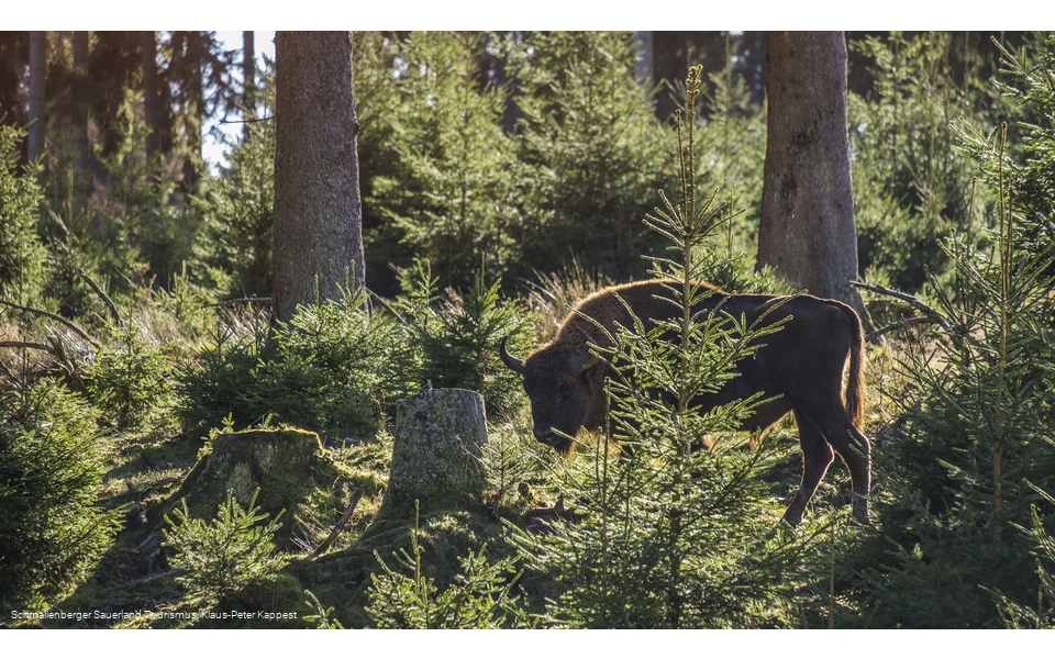 Wisent-Wildnis am Rothaarsteig