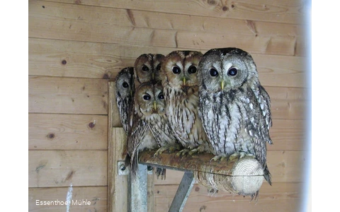 Ausgewöhnungsstation Essenthoer Mühle
