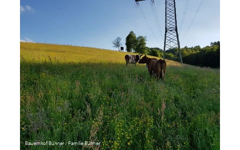 Kühe auf dem Bauernhof Bühner