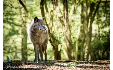 Der Wolf im Wildgehege des WildtierParks Edersee