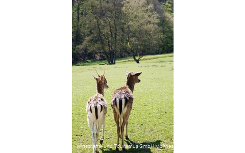 Wildpark Völlinghausen