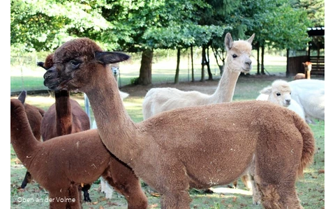 Die Alpakas auf dem Alpakahof Blomberg