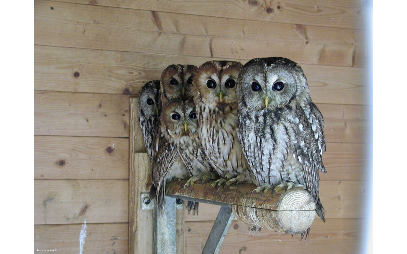 Ausgewöhnungsstation Essenthoer Mühle