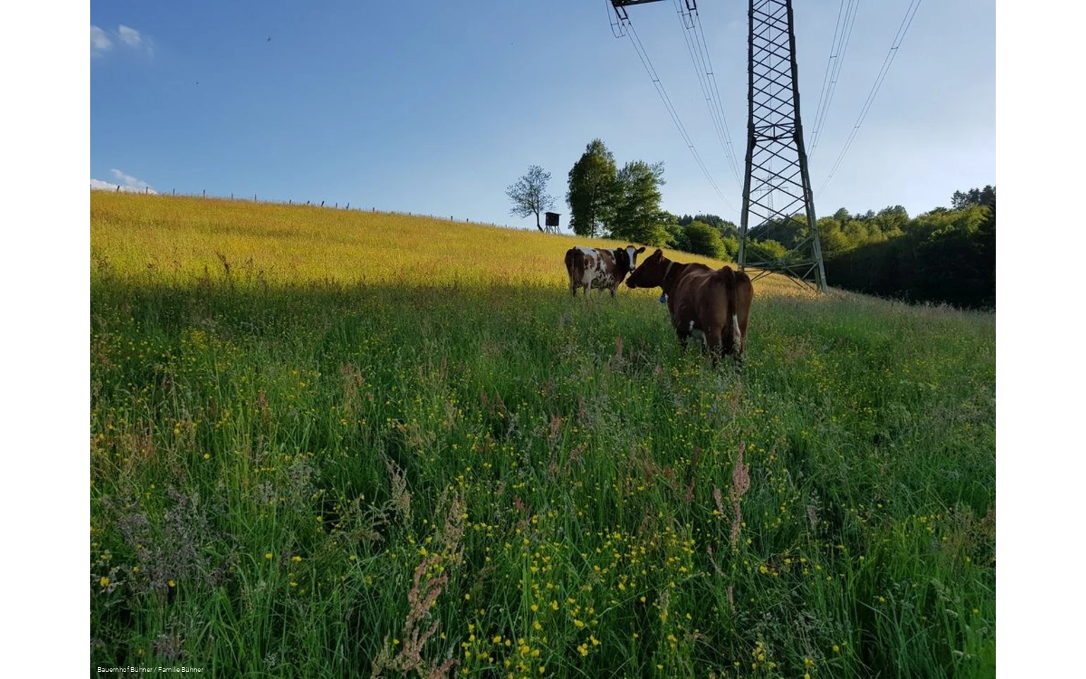 Kühe auf dem Bauernhof Bühner