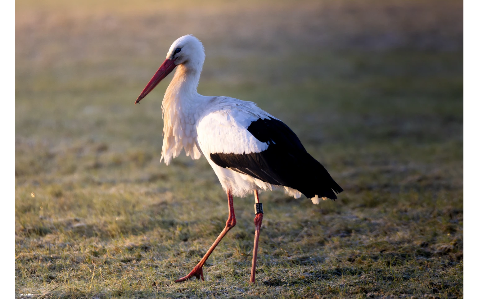 Storch (c) Tim Seiffert.jpeg