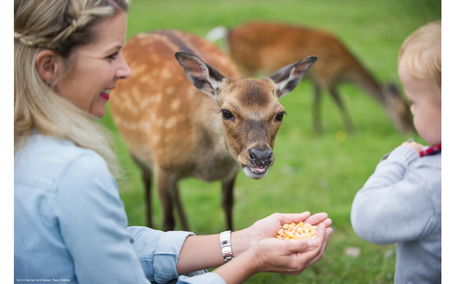 Wildpark Frankenberg (Eder)