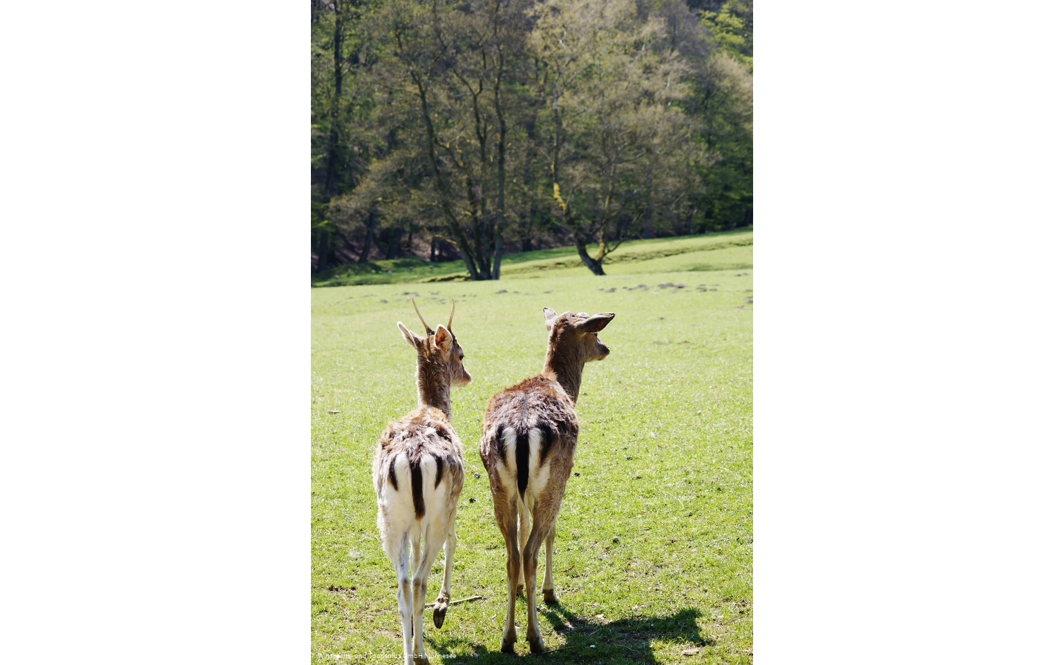 Wildpark Völlinghausen