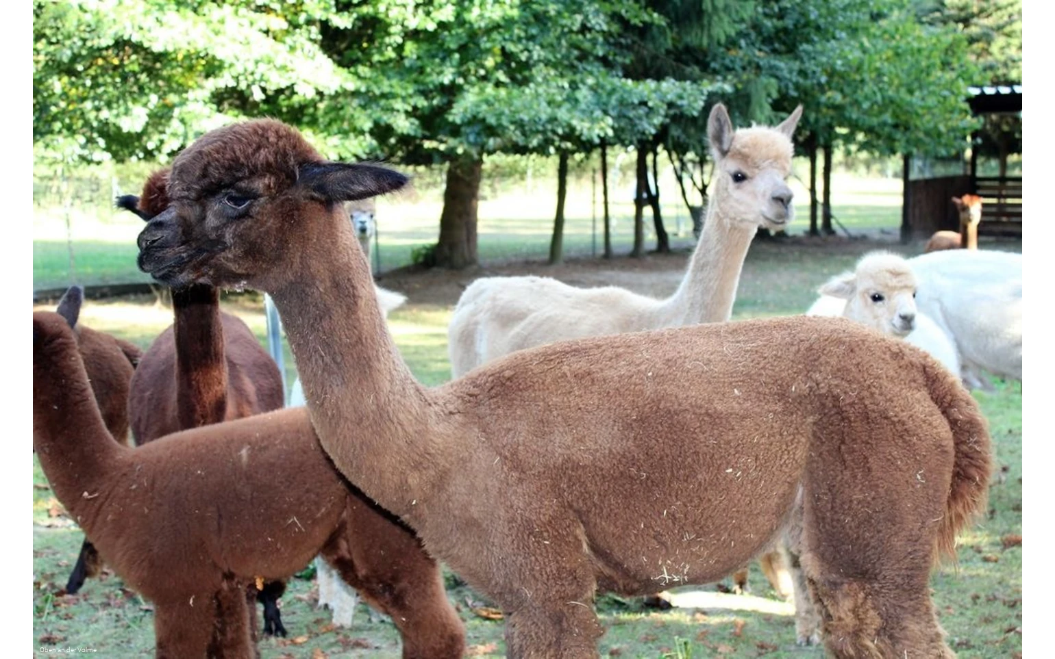 Die Alpakas auf dem Alpakahof Blomberg