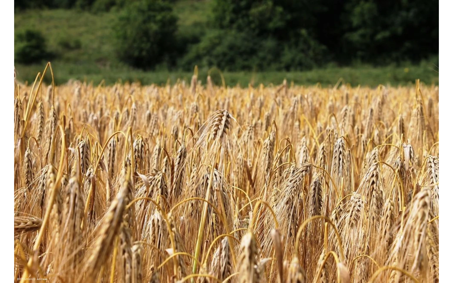 Feld