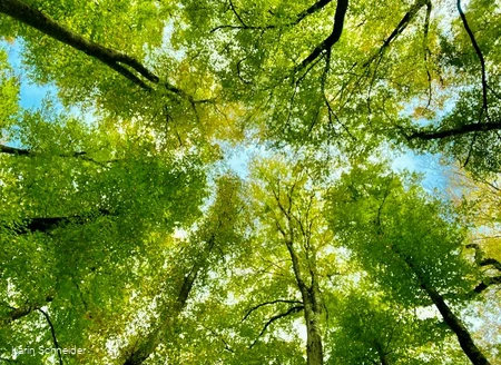 Shinrin Yoku forest bathing 2.jpg