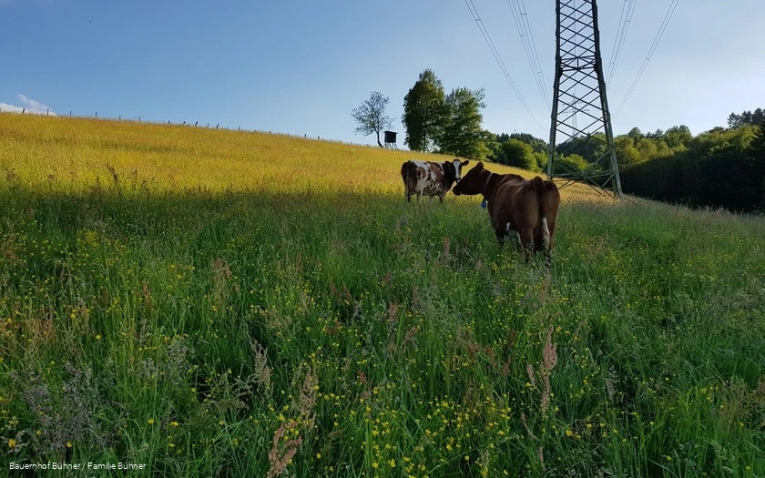 Kühe auf dem Bauernhof Bühner