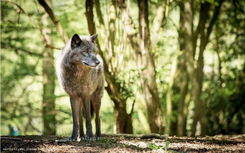 Der Wolf im Wildgehege des WildtierParks Edersee