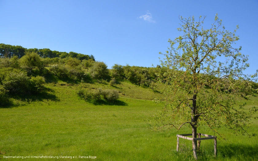 Glockengrund Udorf