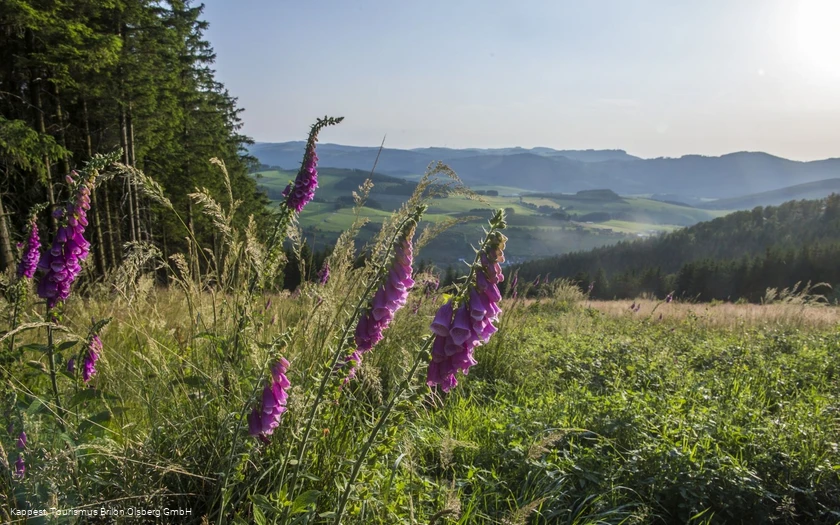 Landschaft Sauerland