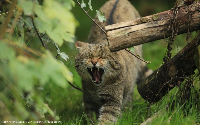 WildtierPark Edersee