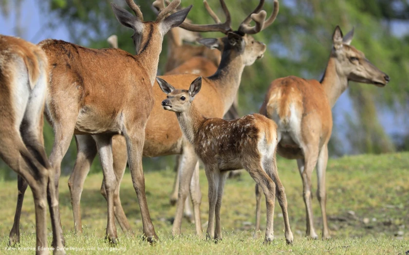 WildtierPark Edersee