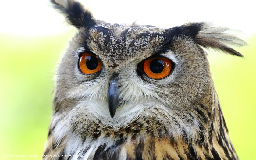Ein Eule der Greifenwarte des WildtierParks Edersee