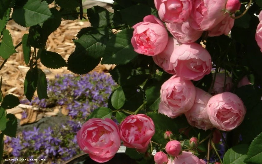 Rosendorf Rosendorf