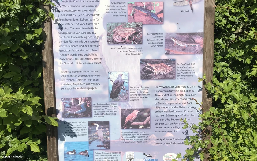 Naturschutzprojekt Kuhbach