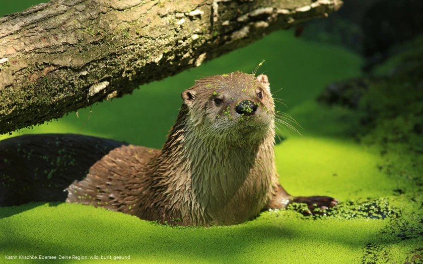 Fischotter WildtierPark Edersee