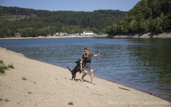 A dog plays at Diemelsee. A dog-friendly excursion in the Sauerland.
