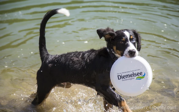 Hond speelt in het water met frisbee bij Diemelsee in Sauerland