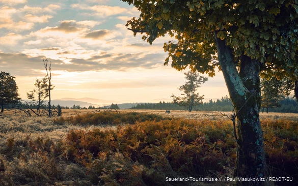 Uitzicht over het herfstlandschap van de Kahler Asten.
