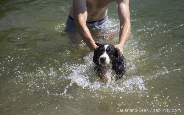Hond zwemt in het water bij Diemelsee. De familie op vakantie met hun hond in het Sauerland.