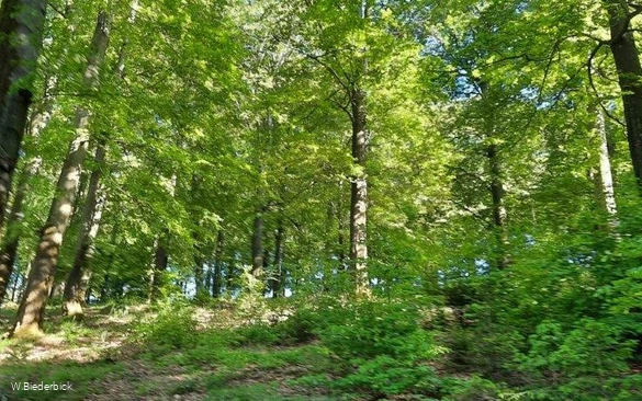 Buchenwald lente (foto W.Biederbick).jpg