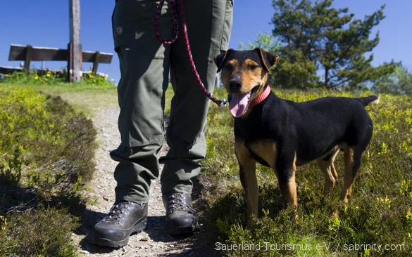Ein Hund ist mit einem Ranger unterwegs