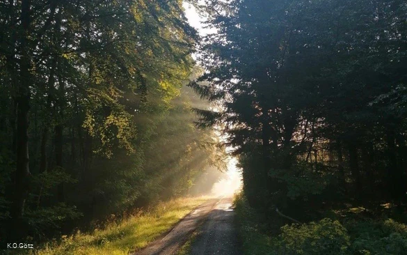 Waldbaden-Wald  quer( Foto K.O.Götz).jpg