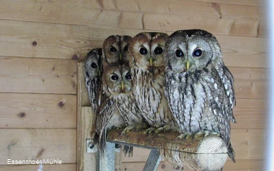 Ausgewöhnungsstation Essenthoer Mühle