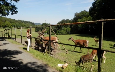 Wildgehege Dodenau