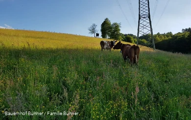 Kühe auf dem Bauernhof Bühner