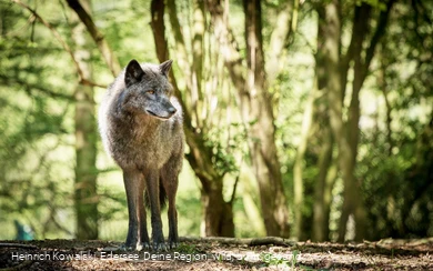 Der Wolf im Wildgehege des WildtierParks Edersee