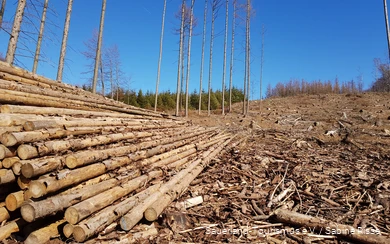 Abgeholzte Waldflächen nach dem Borkenkäferbefall.