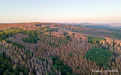 Drohnenaufnahme eines Waldes mit abgestorbenen Bäumen.