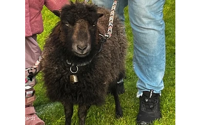 Hof Huxhardt - Schafspaziergänge