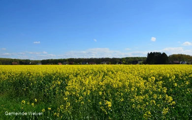 Rapsfeld in Welver