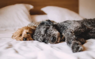two sleeping dogs