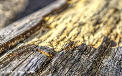 Nahaufnahme einer zerstörten Baumrinde.