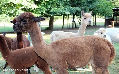 Die Alpakas auf dem Alpakahof Blomberg
