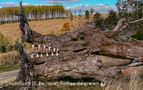 Naturkunst auf dem Rothaarsteig auf der Haincher Höhe