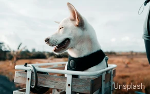 Ein Hund während einer Fahrradtour im Sauerland